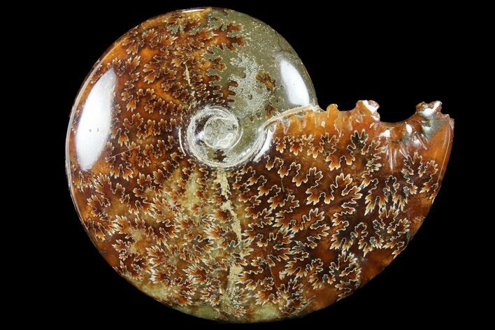 Polished, Agatized Ammonite (Cleoniceras) - Madagascar #94280